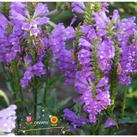 ハナトラノオ,癒し,素敵,か〜わい〜,SONYα NEX-5Tの画像