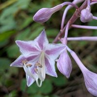 ギボウシ,山野草,多年草,擬宝珠（ぎぼうし）の画像