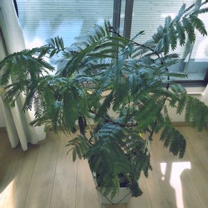 エバーフレッシュ,実生,シンボルツリー,曲げ木,屋内の画像