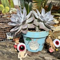 ライアン,夏チュラカ,ハンドメイド,ビニールハウス,全国オヤジ連合会の画像