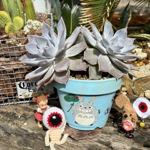 ライアン,夏チュラカ,ハンドメイド,ビニールハウス,全国オヤジ連合会の画像