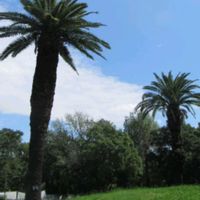セージ,ハギ,ヤブラン,フェニックス,長居植物園の画像