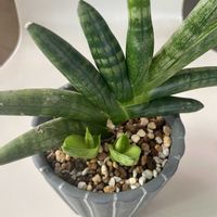 サンスベリア・ボンセレンシス,サンセベリア ボンセレンシス,多肉植物,子株,観葉植物の画像