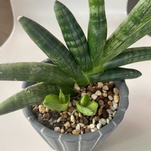 サンスベリア・ボンセレンシス,サンセベリア ボンセレンシス,多肉植物,子株,観葉植物の画像