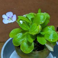 ムシトリスミレ,料理,庭の画像