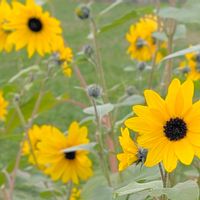 ヒマワリ,向日葵,ひまわり,お花,ひまわり♡の画像