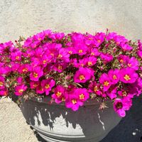 マツバボタン,マツバボタン,岩手県,タネラーさん集合の画像