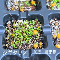 カンナ,ジギタリス,種から,種まき,花は癒やし♡の画像
