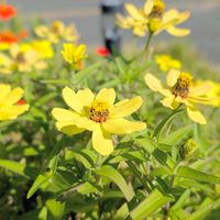 ジニア,ジニア（百日草）,お花,ジニア❁の画像