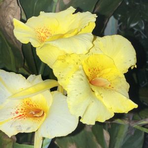 ガザニア,カンナ,メランポジウム,棉(わた),寄せ植えの画像