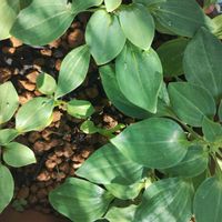 アルストロメリア,アグラオネマ ピクタム トリカラー,ビルベルギア・ハレルヤ,モンステラ オブリクア ペルー,植中毒の画像
