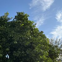 カキ,イチジク,お散歩,今日の一枚,ありがとう♡の画像