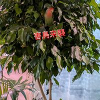ベンジャミン,観葉植物,コザクラインコの画像