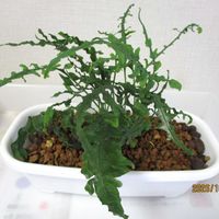 レカノプテリス,レカノプテリス,観葉植物,シダ植物,アリ植物の画像