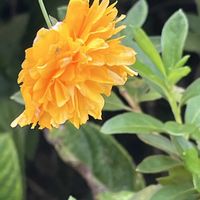 ヤマブキ,リコリス（彼岸花）,じにあ百日草の画像