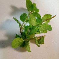 ペパーミント,家庭菜園の画像