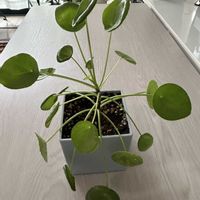 ピレアペペロミオイデス,観葉植物,ベランダの画像