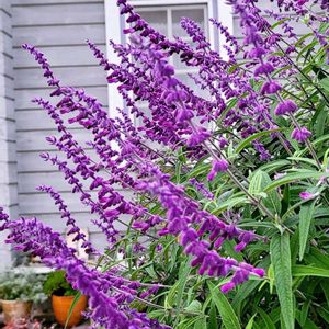 地植え,お花好き,すてき…♡,自己流ガーデニング,お花のある暮らし✩︎⡱の画像