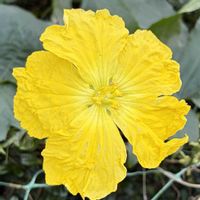 ヘチマ,黄色い花,ウリ科,さんぽ,インド原産の画像