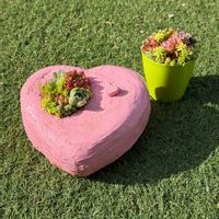 多肉植物,エケベリア属,寄植え,バルビナエア属,カリロア属の画像