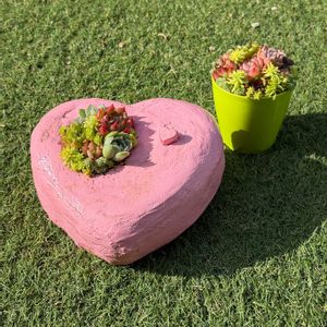 多肉植物,エケベリア属,寄植え,バルビナエア属,カリロア属の画像