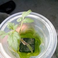 ミニトマト,水耕栽培の画像