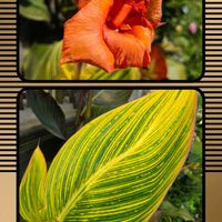 カンナ,コルジリネ,カンナベンガルタイガー,カンナ　ダーバン,地植えの画像