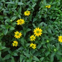 サンビタリア,ジャノメギク（蛇の目菊）,花のある暮らし,お散歩途中,PicAtomの画像