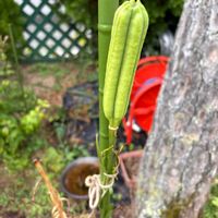 タカサゴユリの蕾,花が好き,無農薬❤家庭菜園,野菜が好き,庭の画像