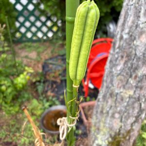 タカサゴユリの蕾,花が好き,無農薬❤家庭菜園,野菜が好き,庭の画像