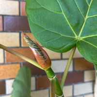 ウンベラータ,フィカス・ウンベラータ,フィカス・ウンべラータ,観葉植物の画像
