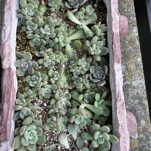 多肉,多肉植物,葉挿し,ベランダガーデン,ベランダ多肉の画像