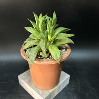 多肉植物,観葉植物,ハオルチア属,珍奇植物,ビザール・プランツの画像