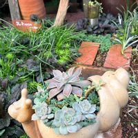 多肉植物,多肉寄せ植え,いつもありがとう♡,手作りの庭,可愛い鉢の画像