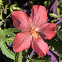 アベルモスクス（アジアンハイビスカス）,鉢植え,ガーデニング,山野草,シェードガーデンの画像