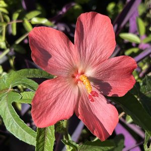 アベルモスクス（アジアンハイビスカス）,鉢植え,ガーデニング,山野草,シェードガーデンの画像
