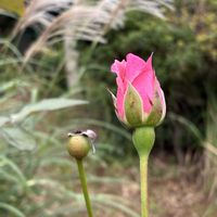シュウメイギク,バラ,ホトトギス,ムラサキシキブ,秋明菊の画像