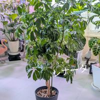 シェフレラ,観葉植物の画像