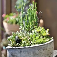 多肉植物,ベランダガーデニング,多肉植物のある暮らし,お気に入りの鉢,癒し…♡の画像