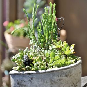 多肉植物,ベランダガーデニング,多肉植物のある暮らし,お気に入りの鉢,癒し…♡の画像