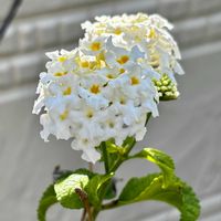 十二の巻,ランタナ七変化,セダム 黄金丸葉万葉草,コルテス,コルテスの画像