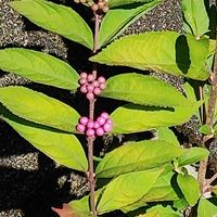 ムラサキシキブの画像