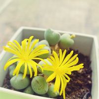 コノフィツム 鳩笛,コノフィツム 鳩笛,多肉植物,コノフィツム属,タニラーの画像