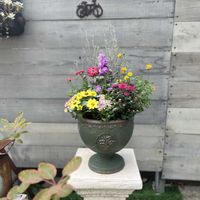 寄せ植え,ガーデニング,今日の一枚,花のある暮らし,植物のある暮らしの画像