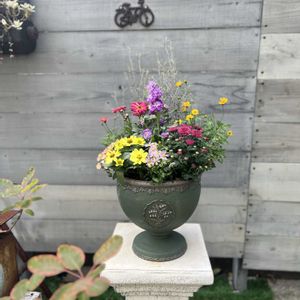 寄せ植え,ガーデニング,今日の一枚,花のある暮らし,植物のある暮らしの画像