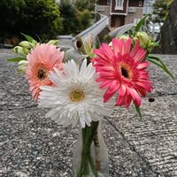 アルストロメリア,アルストロメリア,ガーベラ,ガーベラ,花のある暮らしの画像
