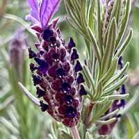 フレンチラベンダー,アスパラガス,キャベッジツリー,紫色の花,ニュージーランドの画像