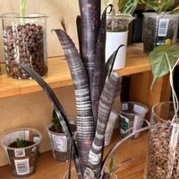 サトイモ科,ビルベルギア,ビルベルギア,タンク ブロメリア,観葉植物の画像