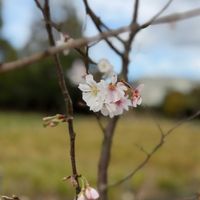 四季桜,ガーデニング,職場,植物のある暮らし,お花好きの画像