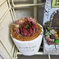 紅葉多肉,赤い,北海道タニラーの画像
